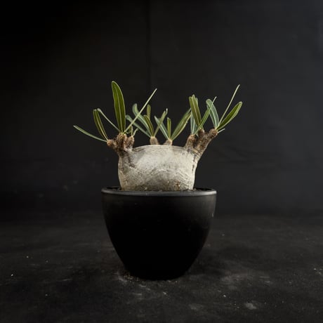Pachypodium rosulatum var. gracilius / パキポディウム グラキリス 【微発根】