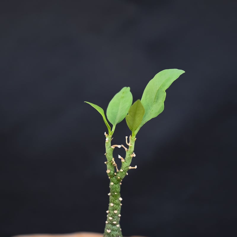 Adenia pechuelii / アデニア ペチュエリー 【実生】 | GREEN MON