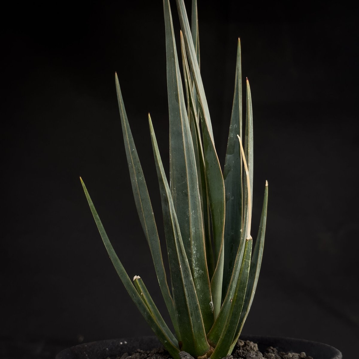 ドラセナシナバリ ドラセナ シナバリ Dracaena cinnabari 本物の龍血樹 ドラゴン