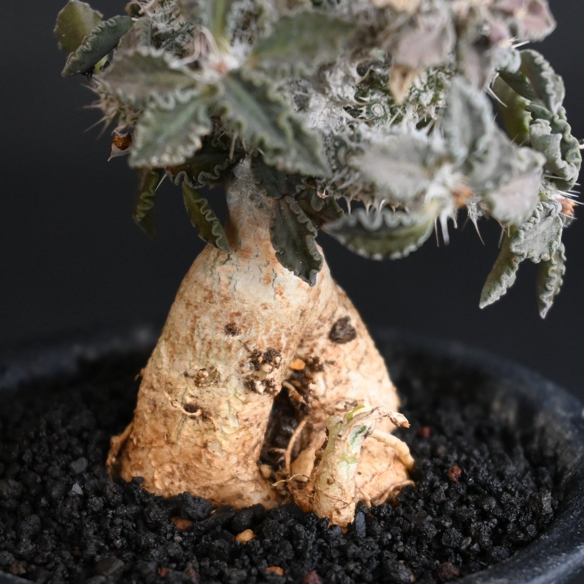 Euphorbia tulearensis / ユーフォルビア トゥレアレンシス 【発 Euphorbia tulearensis / ユーフォルビア トゥレアレンシス 【発