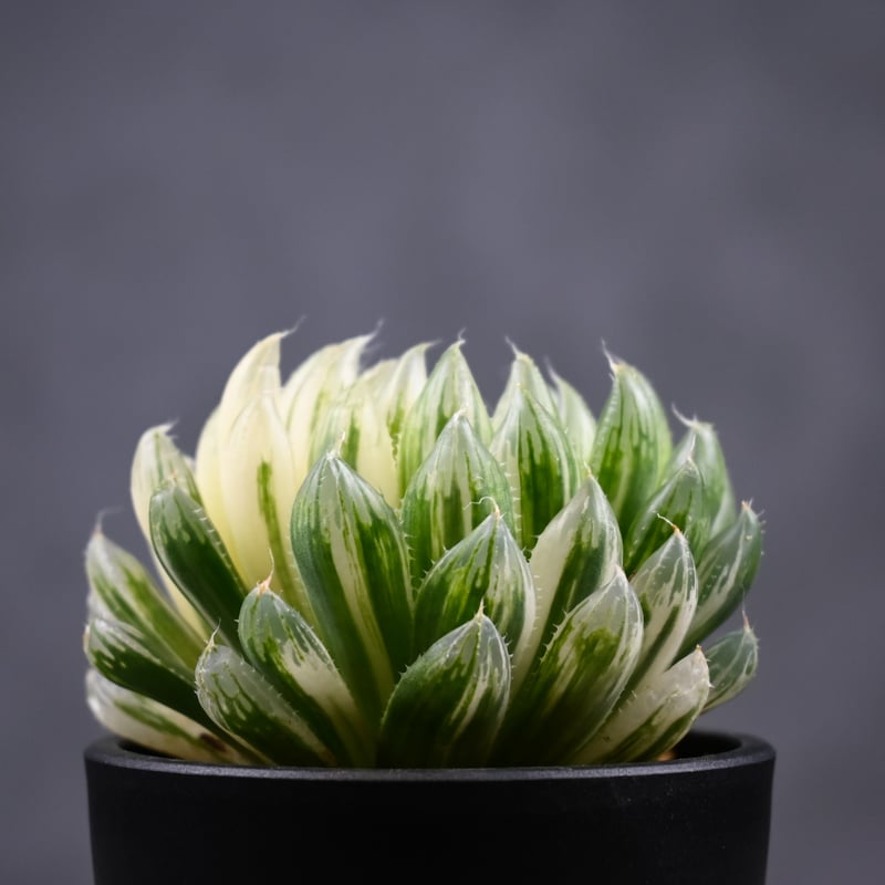 Haworthia cooperi 'Hanakocho' / ハオルチア オブツーサ 錦 花