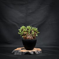 Ceraria pygmaea / ケラリア ピグマエア 【発根済】 [雌雄未判別]