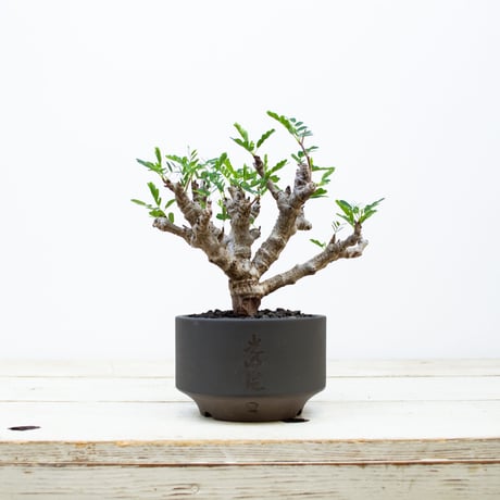 【QUTOTEN. コラボ商品】Senna meridionalis / センナ メリディオナリス 【発根済】 + 利休 -RIKYU-