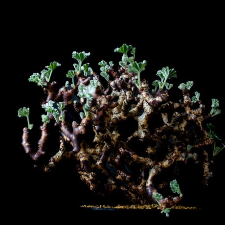 Pelargonium mirabile / ペラルゴニウム ミラビレ (微発根)