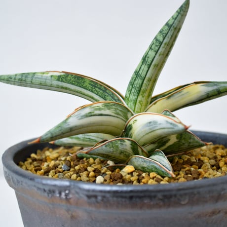 【PL】Sansevieria lav. 1970 Blue Clone variegated / サンセベリア ラブラノス 1970 ブルークローン 斑入り + 信楽焼 (発根済) (サンスベリア)