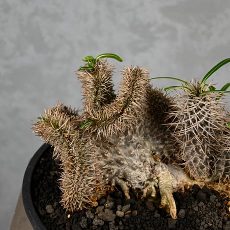 Pachypodium lamerei cristata / パキポディウム ラメリー クリスタータ 綴化 【自根】