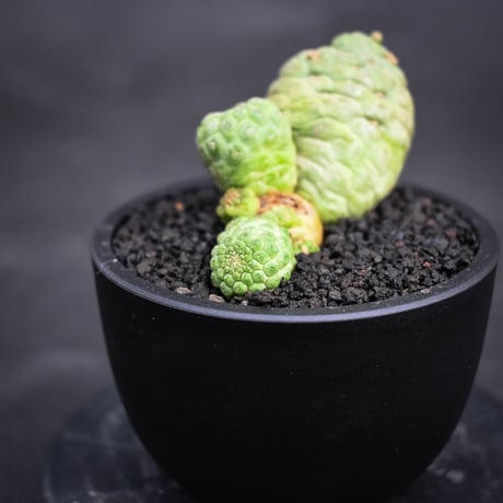 Larryleachia cactiformis / ラリレアキア カクティフォルメ 仏頭玉【発根済】