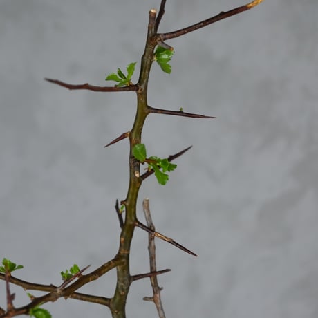 Commiphora myrrha / コミフォラ ミルラ 【微発根】