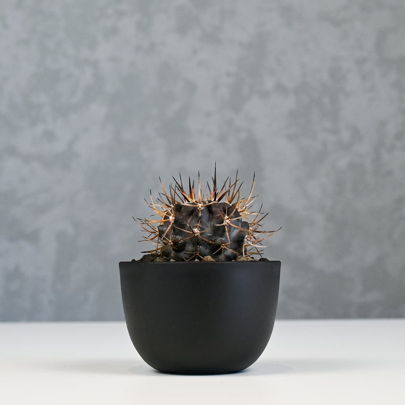 （希少・レア）サボテン【Pyrrhocactus dimorphus】実生株 チンコッロ産ピロカクタス属 | Botanical Archive | ユニークな