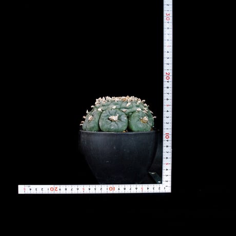 Lophophora fricii / ロフォフォラ 銀冠玉 (実生)