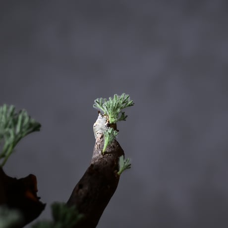 Monsonia multifida  (Sarcocaulon multifidum) / モンソニア ムルチフィダ (サルコカウロン ムルチフィズム) 【発根済】+ 鉢 : 後藤 瑞葉 氏