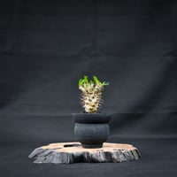 Pachypodium ambongense / パキポディウム アンボンゲンセ 【実生】 + 信楽焼