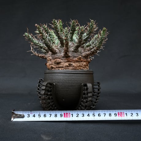 Euphorbia fusca / ユーフォルビア フスカ 【発根済】 + 金釉透彫五翼鉢 後藤瑞葉氏 作