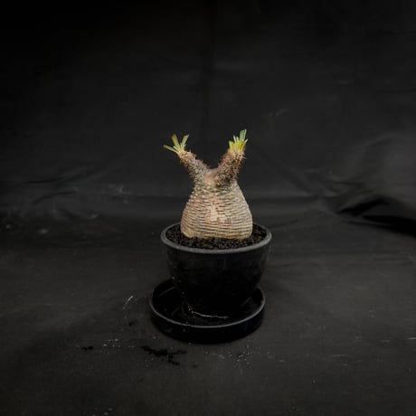 Pachypodium rosulatum var. gracilius / パキポディウム グラキリス 【微発根】