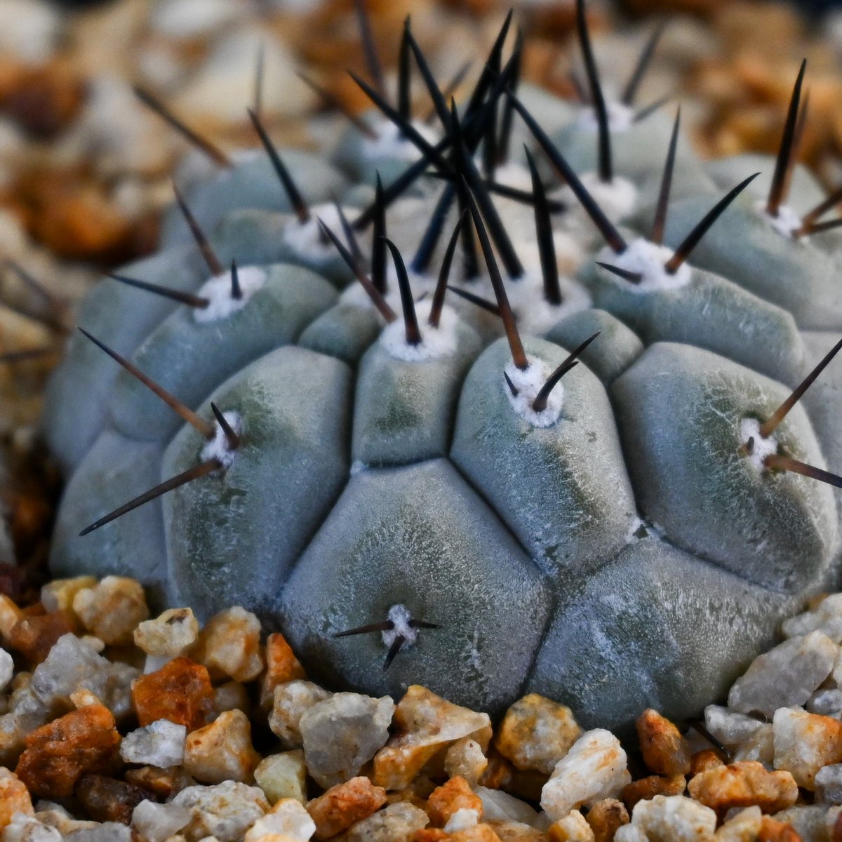 Copiapoa cinerea / コピアポア シネレア 黒王丸 【実生 Copiapoa cinerea / コピアポア シネレア 黒王丸 【実生