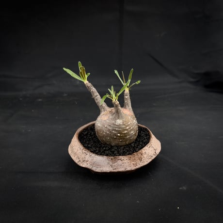 【Premium Line】 Pachypodium rosulatum var. gracilius / パキポディウム グラキリス 【微発根】+ 信楽焼