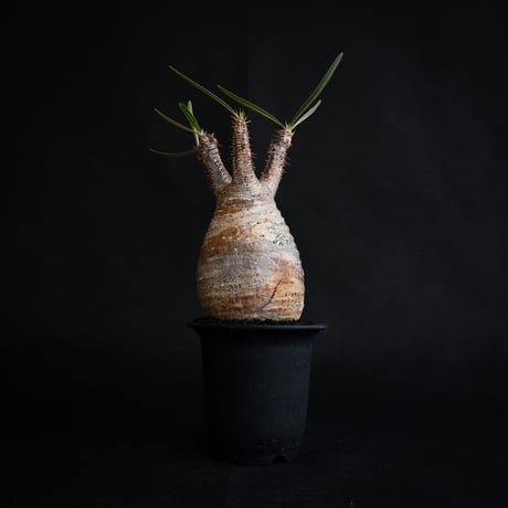 Pachypodium rosulatum var. gracilius / パキポディウム グラキリス 【発根済】