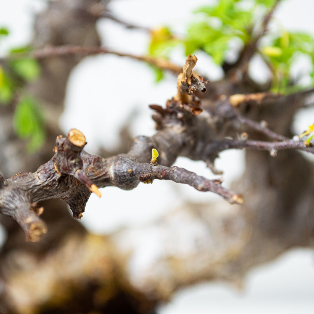 特大】Commiphora sp. somalia eyl / コミフォラ エイル (微発根 特大】Commiphora sp. somalia eyl / コミフォラ エイル (微発根