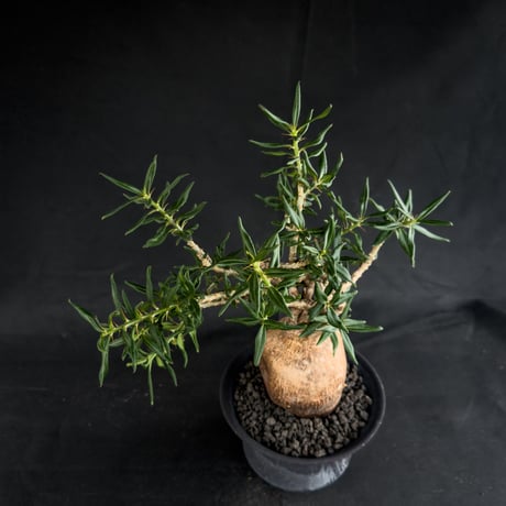 【Premium Line】Pachypodium bispinosum / パキポディウム  ビスピノーサム 【微発根】+ 黒鉄【KUROGANE】