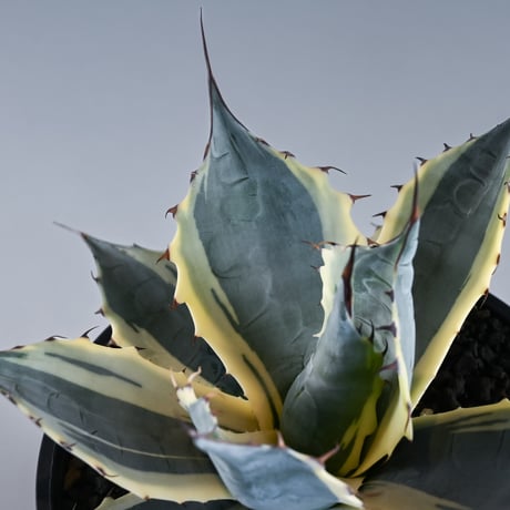 Agave parrasana ' Fire ball ' / アガベ パラサナ ファイヤーボール (白覆輪)【発根済】