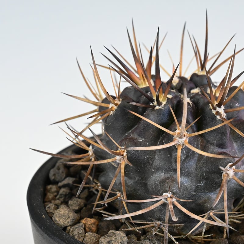 Pyrrhocactus sp. Cuesta Las Cardas / ピロカクタス (エリ