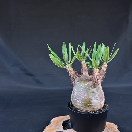 Pachypodium rosulatum var. gracilius / パキポディウム グラキリウス (グラキリス)【微発根】