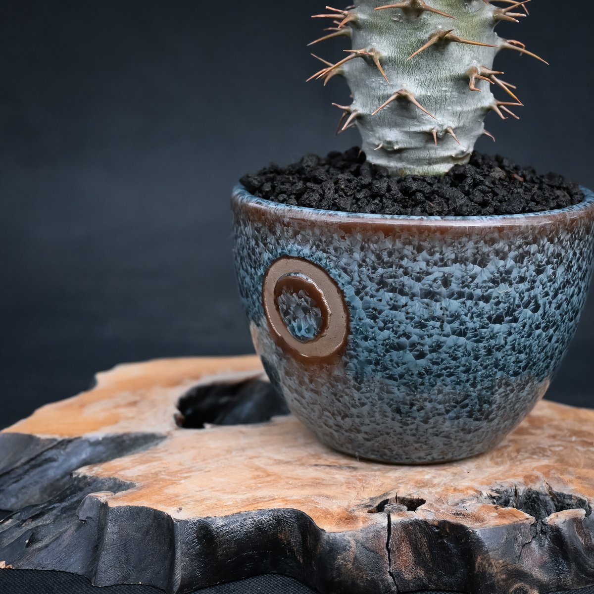 Premium Line】 Pachypodium ambongense / パキポディウム