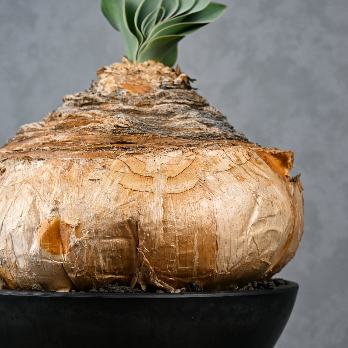 Boophane haemanthoides / ブーファン ハエマンソイデス 【発根済】 |