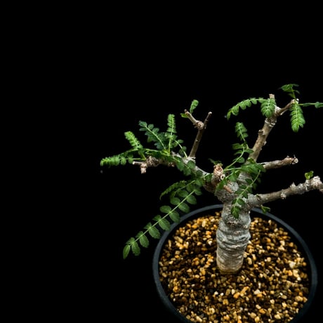 Boswellia neglecta / ボスウェリア ネグレクタ 【微発根】