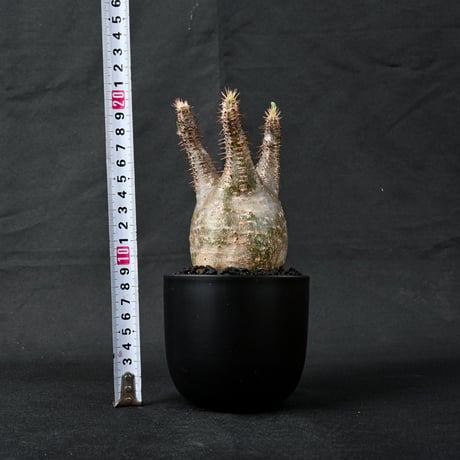 Pachypodium rosulatum var. gracilius / パキポディウム グラキリス 【発根済】