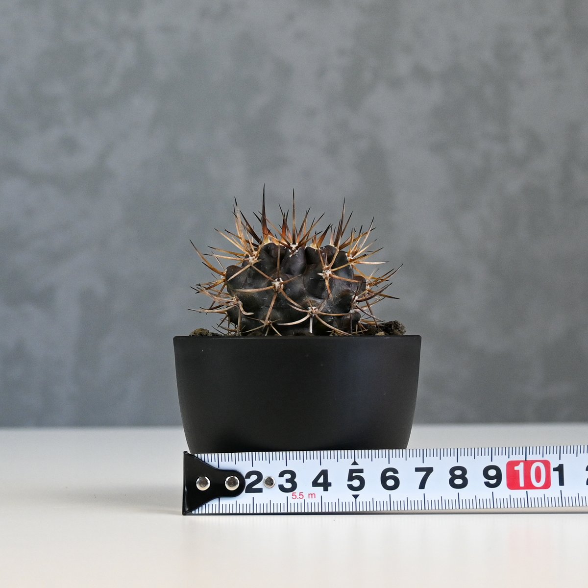 激レア　ピロカクタス　エリオシゾイデス CH1629,　3株セット Pyrrhocactus sp. Cuesta Las Cardas / ピロカクタス (エリ