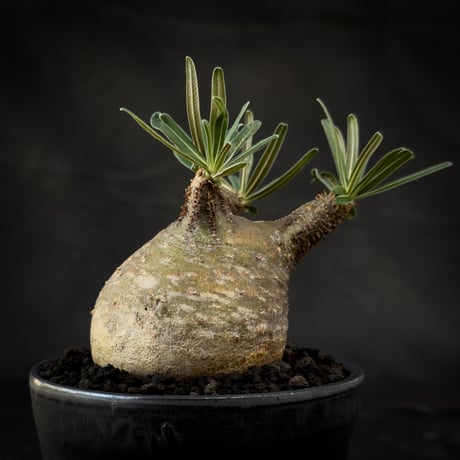 【Premium Line】 Pachypodium rosulatum var. gracilius / パキポディウム グラキリス 【微発根】+  MANGAN