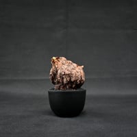 Pelargonium triste / ペラルゴニウム トリステ 【発根済】