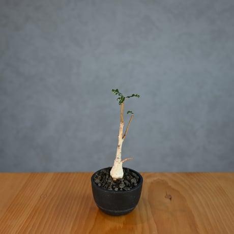 Boswellia nana / ボスウェリア ナナ 【発根済】