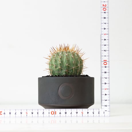 【QUTOTEN. コラボ商品】Copiapoa cinerea var. columna-alba / コピアポア コルムナアルバ 孤竜丸 白棘【実生】+ 利休 -RIKYU-
