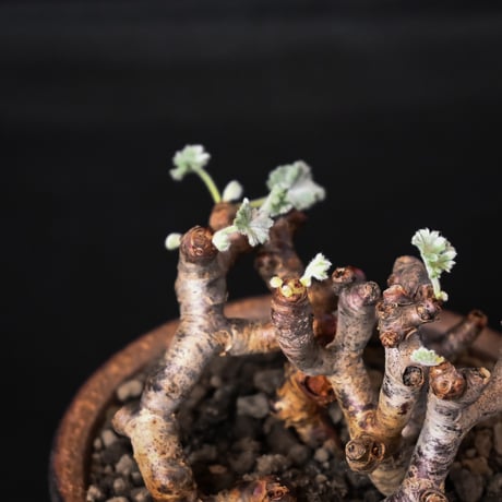 Pelargonium mirabile / ペラルゴニウム ミラビレ (二本差) 【発根済】 + 信楽焼