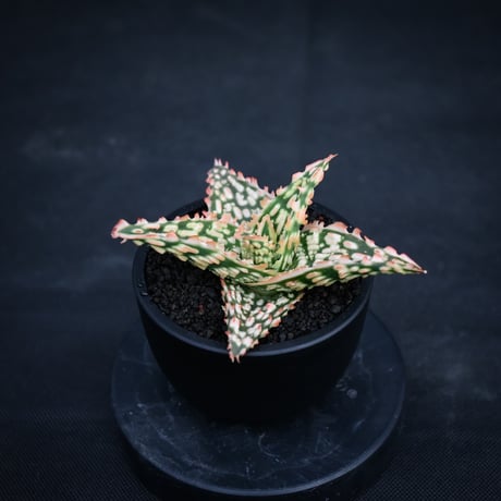 Aloe hybrid / アロエ ハイブリッド【微発根】