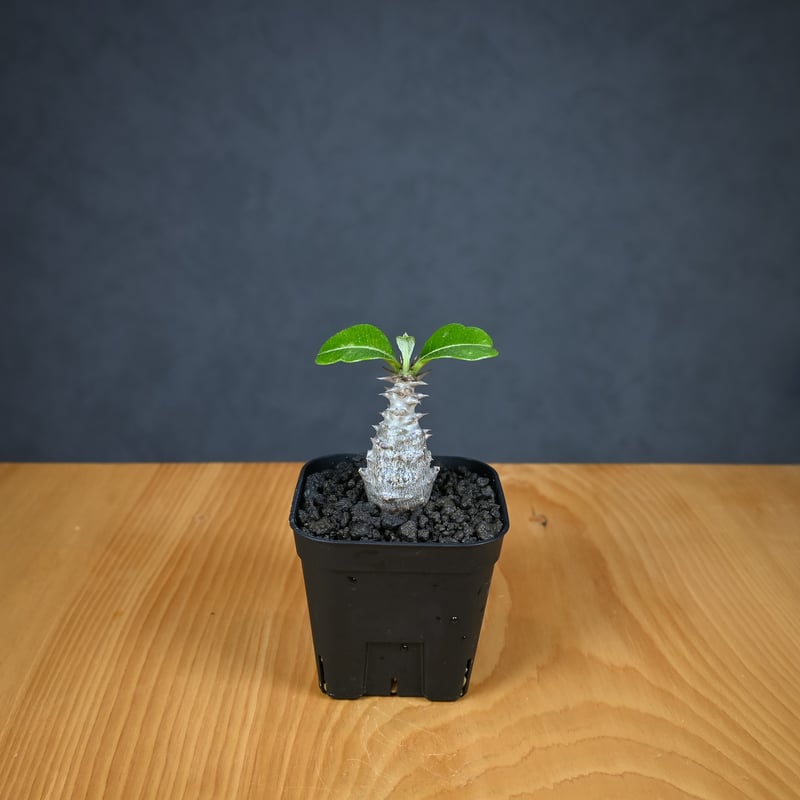 Pachypodium baronii var. windsorii / パキポディウム ウィ