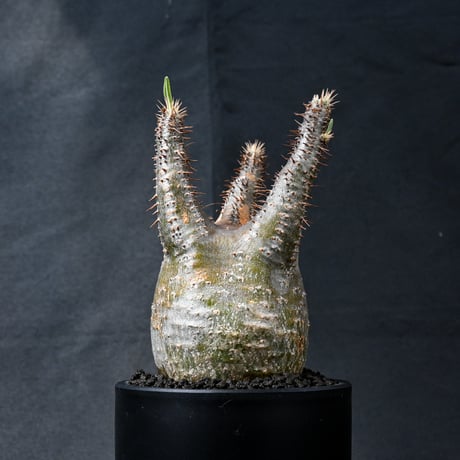 Pachypodium rosulatum var. gracilius / パキポディウム グラキリス 【発根済】