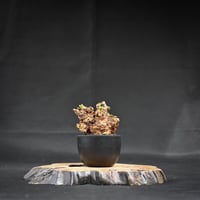 Ceraria pygmaea / ケラリア ピグマエア 【微発根】 [雌雄未判別]