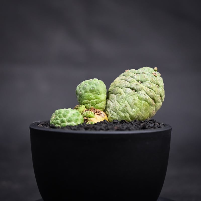 Larryleachia cactiformis / ラリレアキア カクティフォルメ 仏 Larryleachia cactiformis / ラリレアキア カクティフォルメ 仏