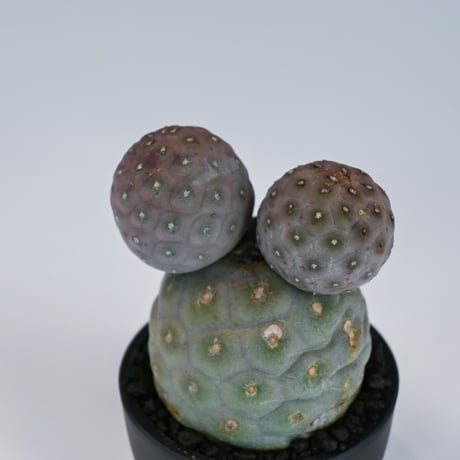 Tephrocactus geometricus / テフロカクタス ゲオメトリクス 大玉 【自根】