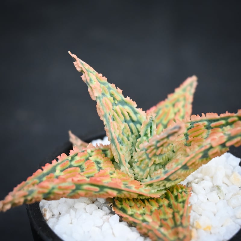Aloe hybrid / アロエ ハイブリッド【微発根】 | GREEN MONSTERS