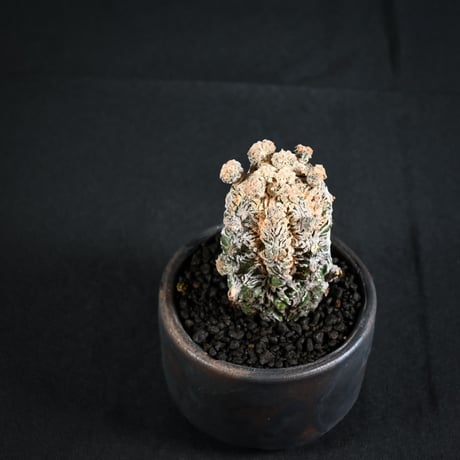 Astrophytum myriostigma f. monstrosa / アストロフィツム 子吹き鸞鳳玉 石化 (モンストローサ) (ランポー)【実生】 + 信楽焼