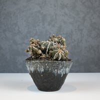 Astrophytum myriostigma f. monstrosa / アストロフィツム 子吹き鸞鳳玉 石化 (モンストローサ) (ランポー)【実生】 + 信楽焼