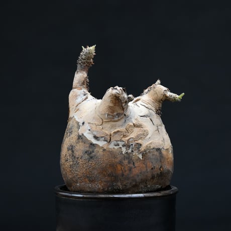【Premium Line】 Pachypodium rosulatum var. gracilius / パキポディウム グラキリス 【発根済】 + Vintage 【後藤 瑞葉】