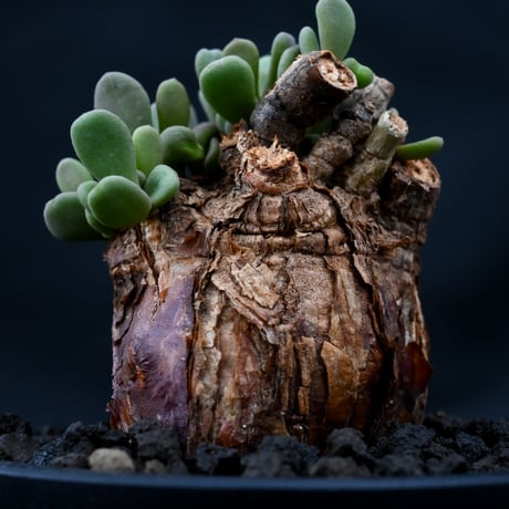 Ceraria pygmaea / ケラリア ピグマエア 【発根済】 [雌雄未判別]