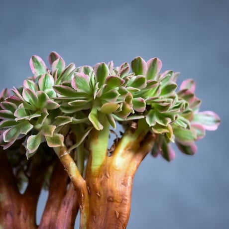 Aeonium arboreum f. variegated 'Pink Witch' f. cristata / アエオニウム 錦 'ピンクウィッチ' クリスタータ (綴化) 【自根】+ 信楽焼鉢