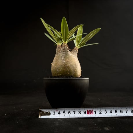 Pachypodium rosulatum var. gracilius / パキポディウム グラキリス 【微発根】