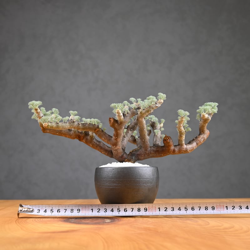 写真大好き　モンソニア・ムルチフィズム　ケラリア・ピグマエア③ 写真大好き様専用 モンソニア・ムルチフィズム ケラリア